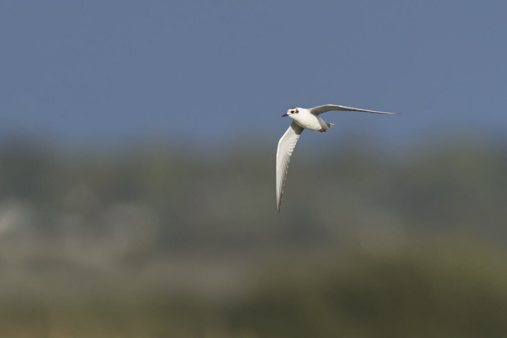 Hvidvinget terne, Astrup Engsø