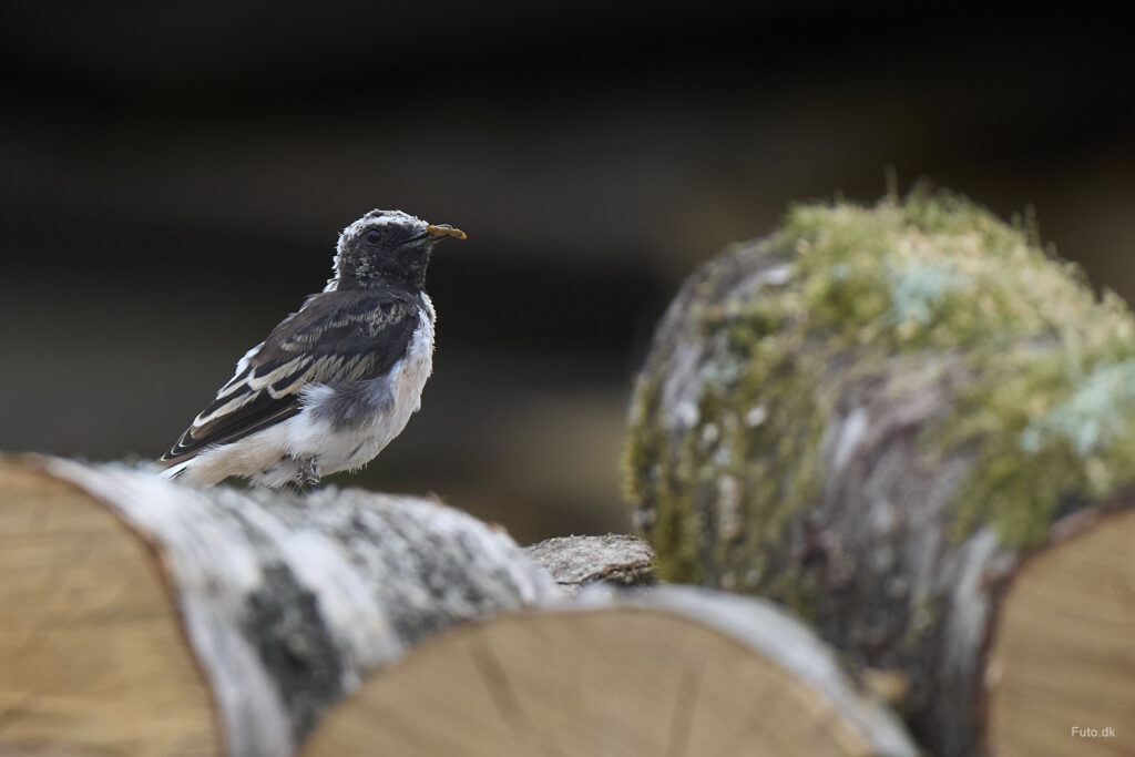 Nonnestenpikker, Filskov