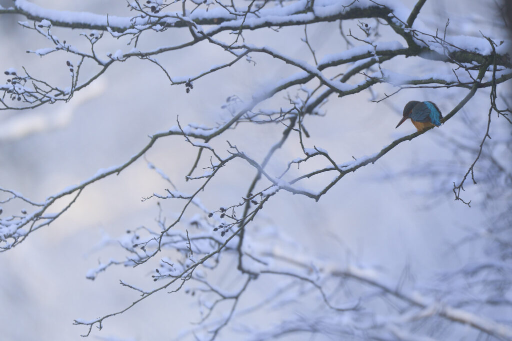 Isfugl, Gråsten Slotspark