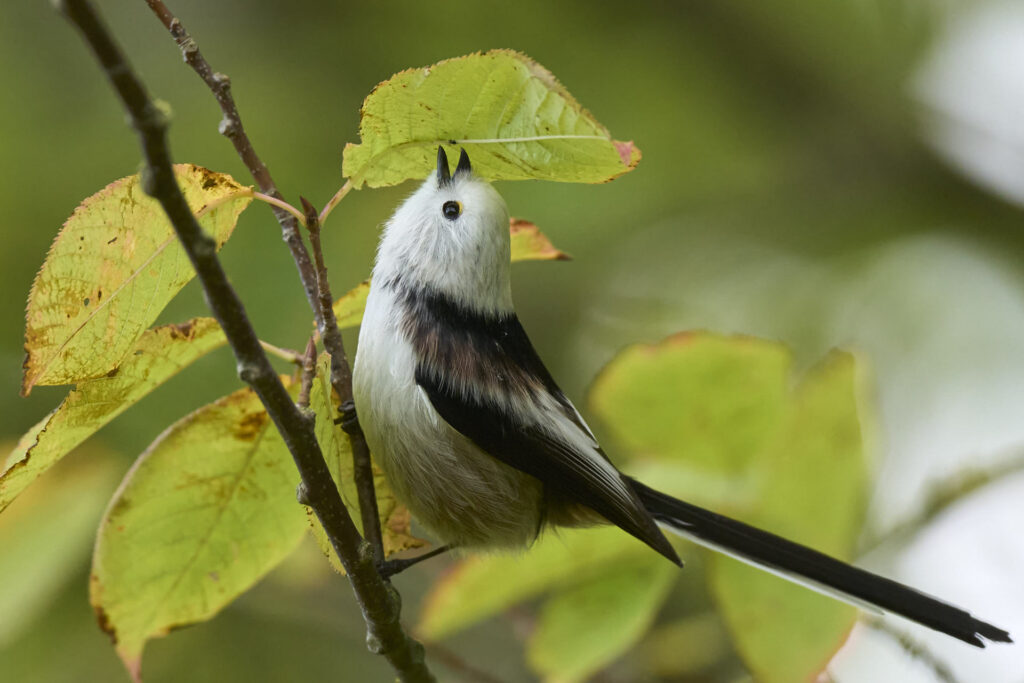 Halemejse, Langeland